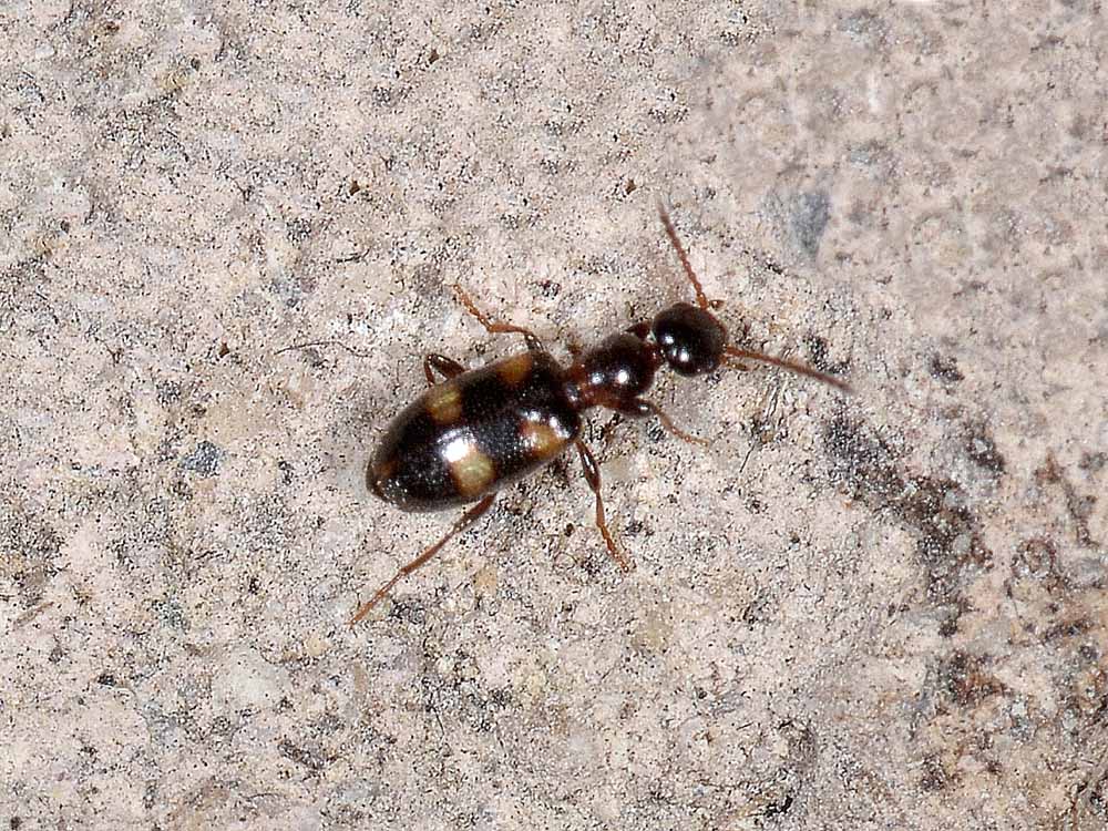 Anthicidae:  Omonadus bifasciatus